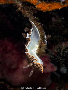Twister. Nudibranch - Chromodoris mandapamensis. Samran, ... by Stefan Follows 